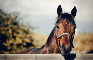 Products Essential To The Health And Maintenance Of Horses