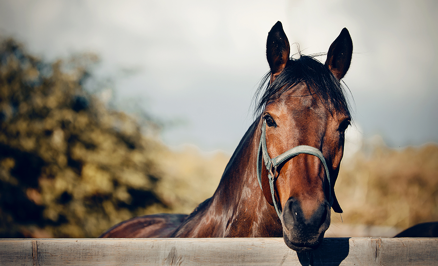 Sports Horse Of Bay Color In A Halter In The Levada. Portrait Of