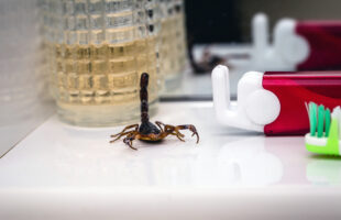 Here’s How To Get Rid Of Scorpions In Your Home