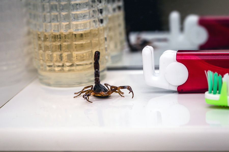 Here's How To Get Rid Of Scorpions In Your Home Scorpion Problem, Scorpion Plague Indoors. Poisonous Animal Insi