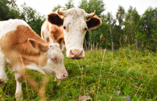 Things Every Kentucky Livestock Owner Should Do to Protect the Neighborhood