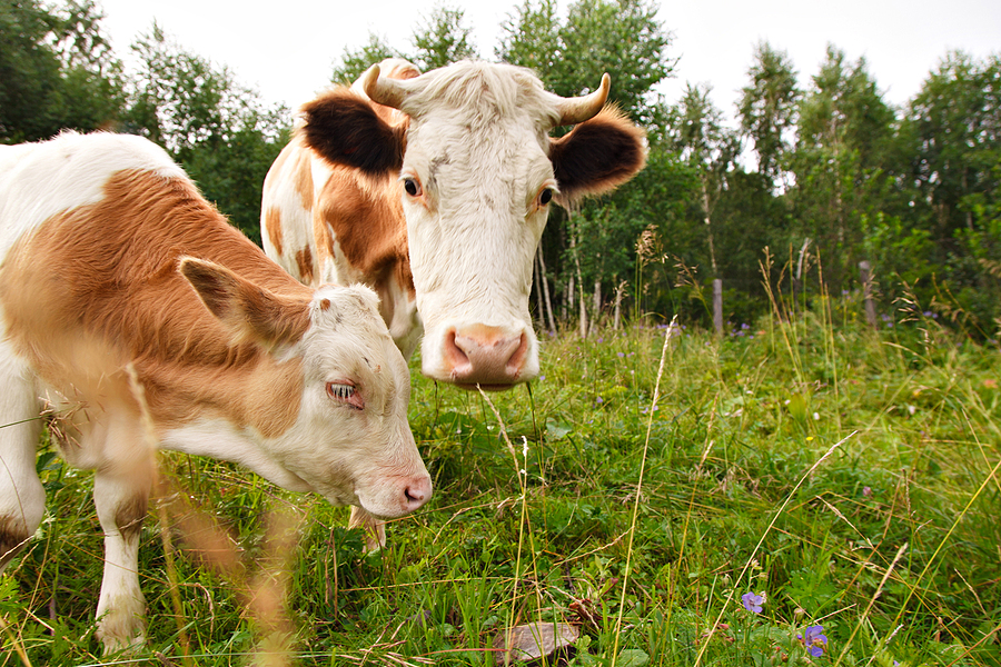 Things Every Kentucky Livestock Owner Should Do to Protect the Neighborhood