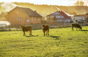 Watch As A Man Is Approached By Random Farm Animals In An Empty Parking Lot