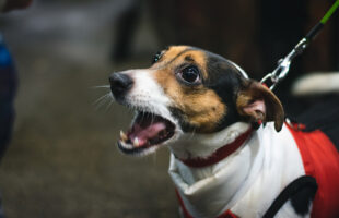 Approaching an Unfamiliar Dog 