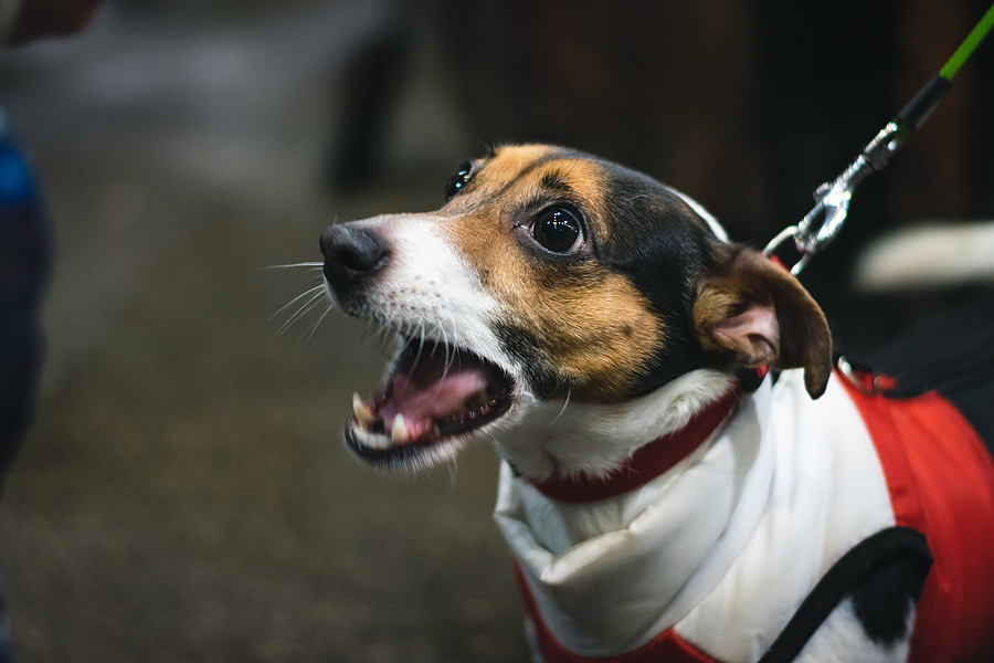 Five Ways to Calm Down Your Anxious Dog