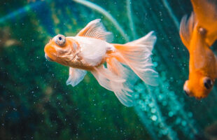 Every Fish’s Fantasy, The Labyrinth Aquarium