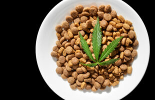 A Beginner’s Guide To CBD And Your Pets