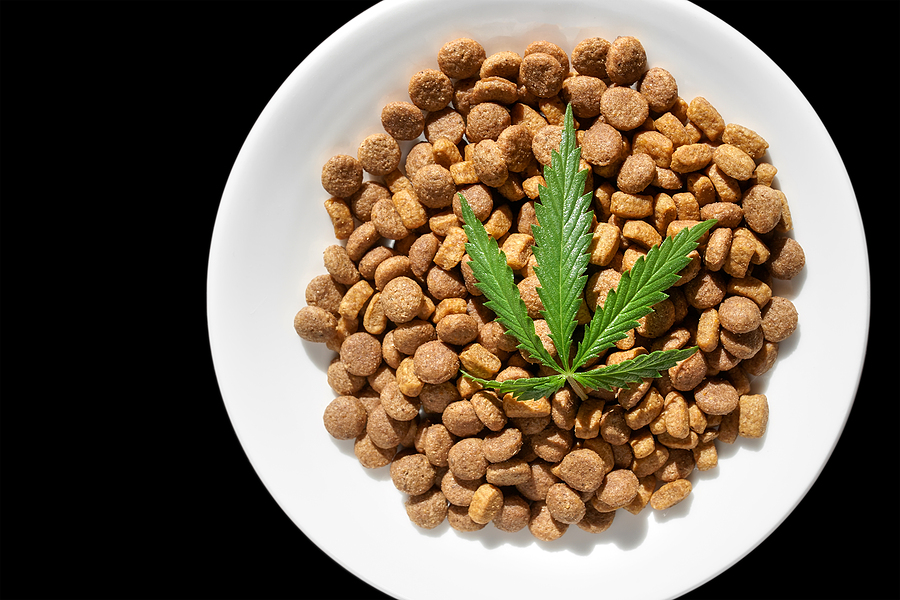 A Beginner’s Guide To CBD And Your Pets