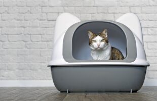 Vacuums For Cleaning Cat Litter Boxes