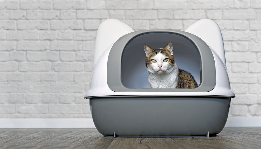 Vacuums For Cleaning Cat Litter Boxes