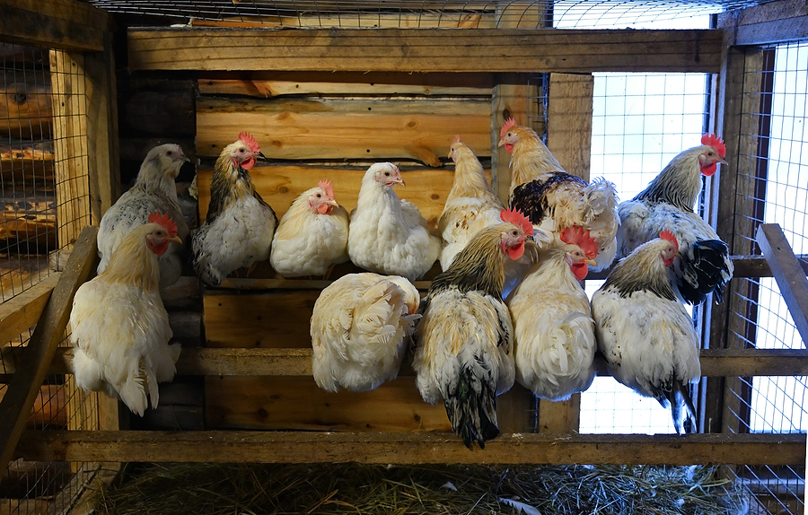 Beginners Guide To Raising Backyard Chickens Group Of White Chickens Sitting On The Roost In The Chicken Coop
