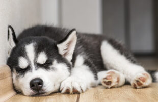 6 Essentials To Buy Before Bringing Home A New Dog