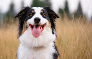 10 Most Intelligent Dog Breeds