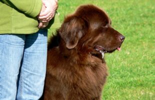 Look For Dog Boarding And Training Centres To Instigate Basic Manners In Them!