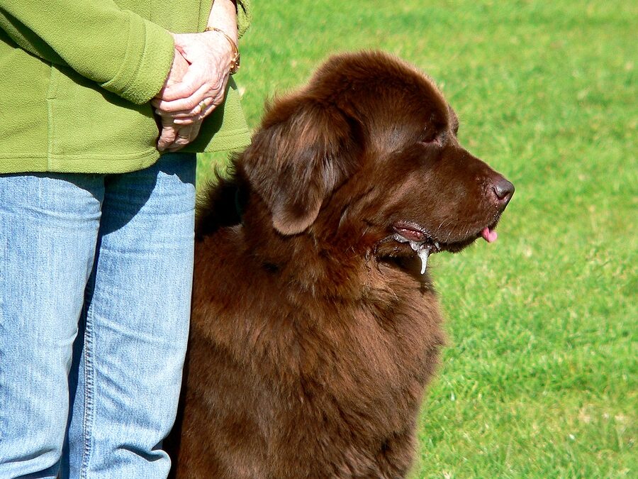 Look For Dog Boarding And Training Centres To Instigate Basic Manners In Them!