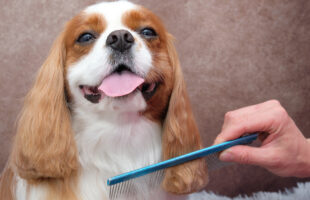 More Tips On How To Choose The Best Grooming Brush For Your Dog