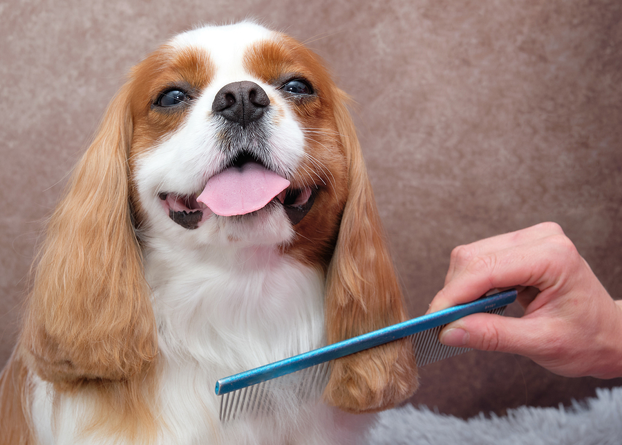 More Tips On How To Choose The Best Grooming Brush For Your Dog Cavalier King Charles Spaniel dog after a haircut in a dog salon. The groomer combs the dog with a blue dog comb