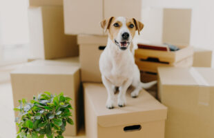 Moving Abroad With Your Pet? Here’s a Checklist of Things You Need To Know
