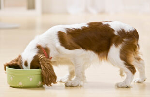 Here’s How You Can Access High-Quality Dog Food