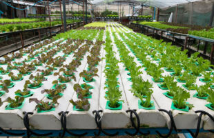 What You Need To Know About Growing Plants Using Hydroponics