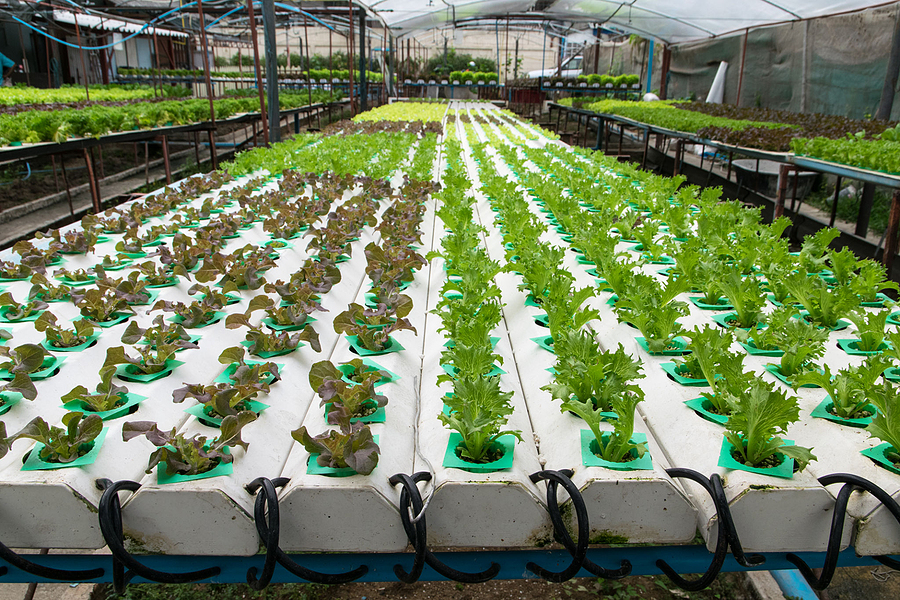 Organic Farming. Hydroponic Organic Vegetables Are Growing In Gr