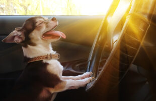 This Dog Smiling On Command Will Make YOU Smile