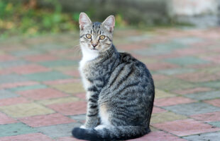 The Best GPS Tracker That Allows You to Follow Your Cat’s Footsteps