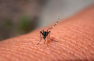 What to Consider When Selecting a Mosquito Trap?