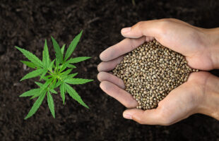 From Classic Strains to New Favorites: Unveiling the Hottest Cannabis Seeds on the Market