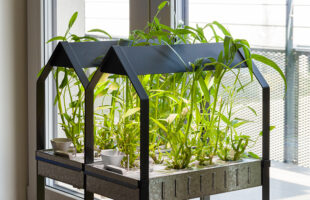 Hydroponic Gardening: What You Need to Get Started