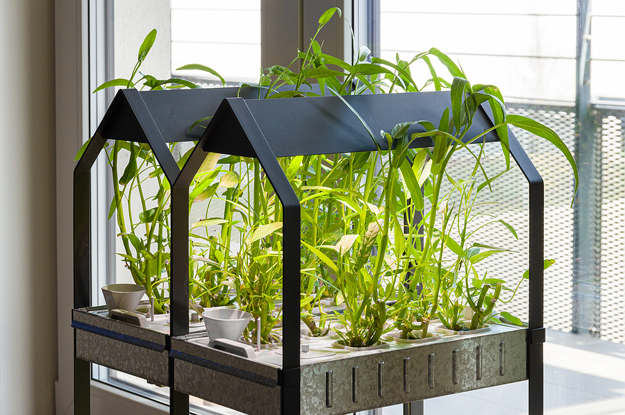 Indoor Hydroponic Garden At Home Growing Kankung Plants.