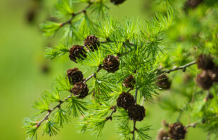 Pine Pollen: A Natural Remedy for Hormonal Problems