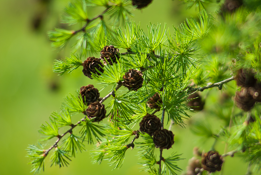 Pine Cones On Branches Lit By Sunny Rays. Brown Pine Cone Of Pin
