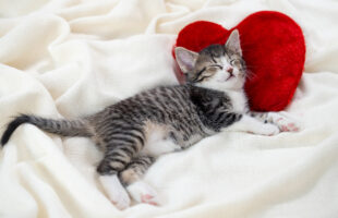 5 Items You’ll Need When Welcoming a New Cat Into Your Home