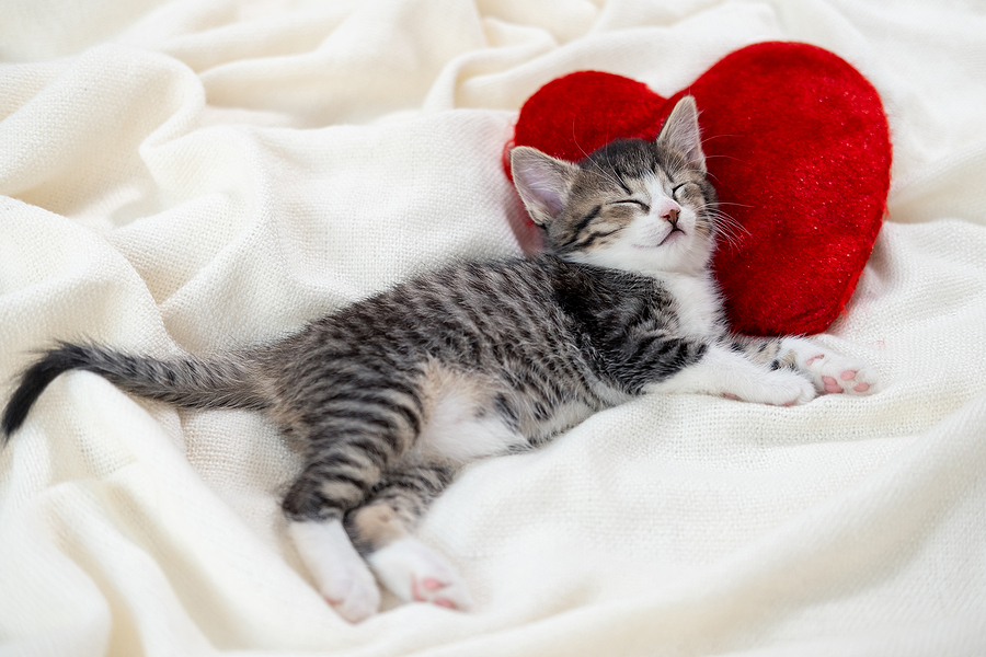 5 Items You’ll Need When Welcoming a New Cat Into Your Home
