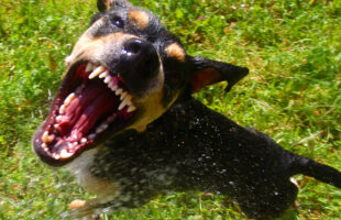 6 Reasons Why You Should Visit a Doctor Immediately Following a Dog Bite Incident