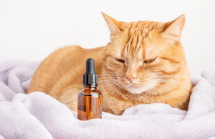 Should Your Cat Try CBD Treats?