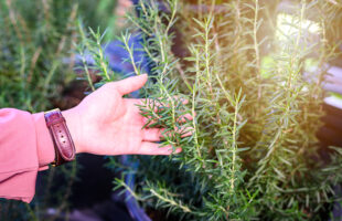ABC’s of Rosemary: A Complete Guide To Its Cultivation and Benefits