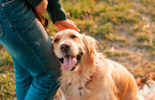 The power of probiotics: The Basic Science  of Canine Probiotics