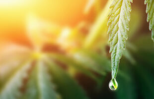 How Smoking CBD Flower Can Help You Relax with No High