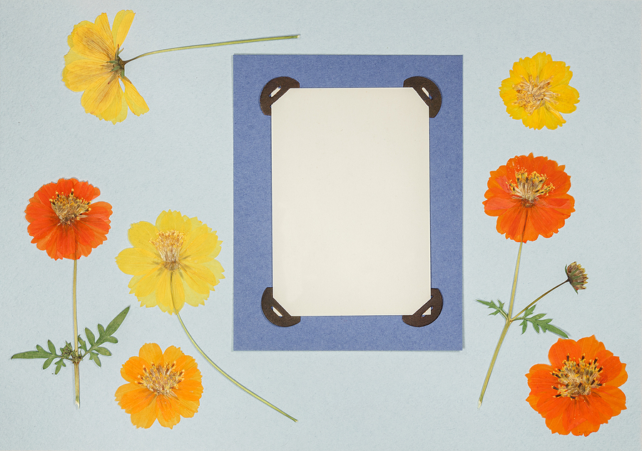 Interested In Scrapbooking? Follow These 7 Simple Steps Page From An Old Photo Album. Flowers Cosmos, Cosmea Carpet. Scr