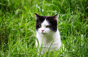 Top Safety Tips to Let Your Indoor Cat Enjoy Their Outdoor Life