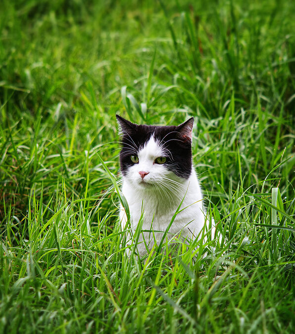 Top Safety Tips to Let Your Indoor Cat Enjoy Their Outdoor Life