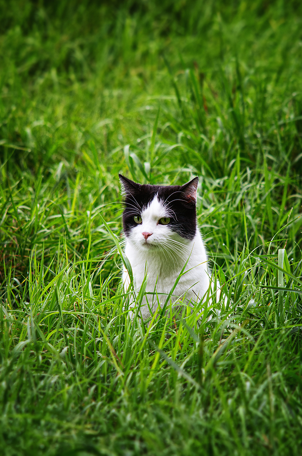 Top Safety Tips to Let Your Indoor Cat Enjoy Their Outdoor Life Portrait Of A Cat In The Green Grass. Black And White Cat Portra