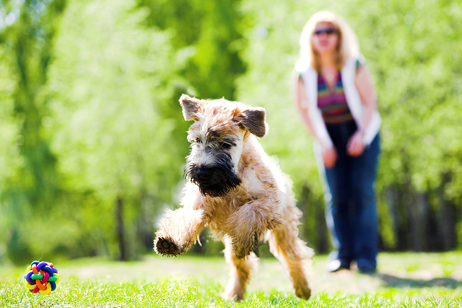 A Little Girl & Her Dog Running dog on green grass and ball (Irish soft coated wheaten terrier) ** Note: Slight blurriness, best at smaller sizes