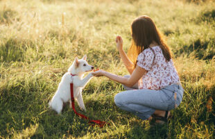 The Perfect Puppy Training Environment