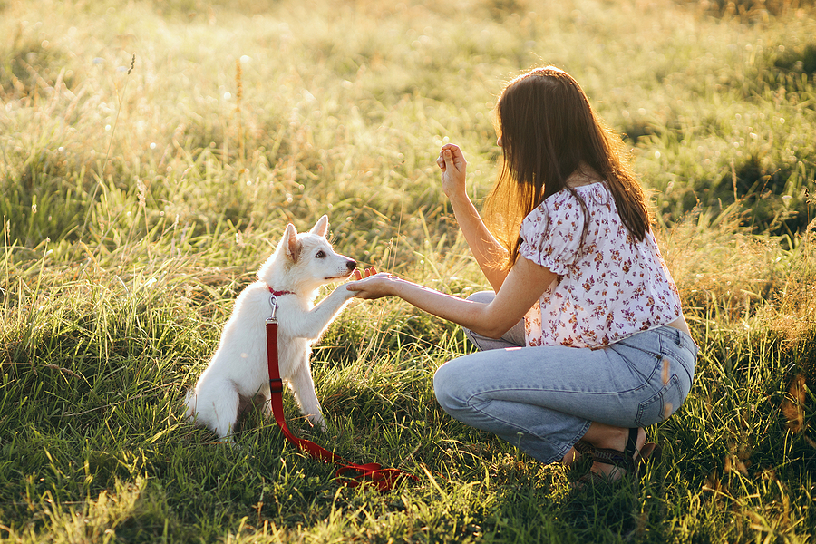 The Perfect Puppy Training Environment