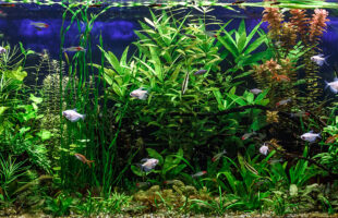 8 Best Kept Secrets To Setting Up An Amazing Reef Aquarium