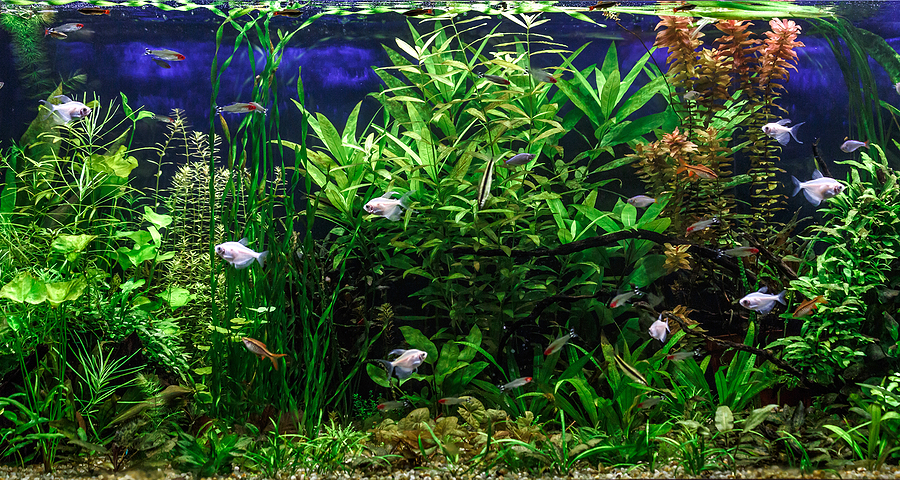 8 Best Kept Secrets To Setting Up An Amazing Reef Aquarium