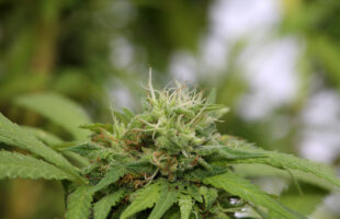 Clone Wars: Mastering the Technique of Marijuana Cloning for Successful Cultivation